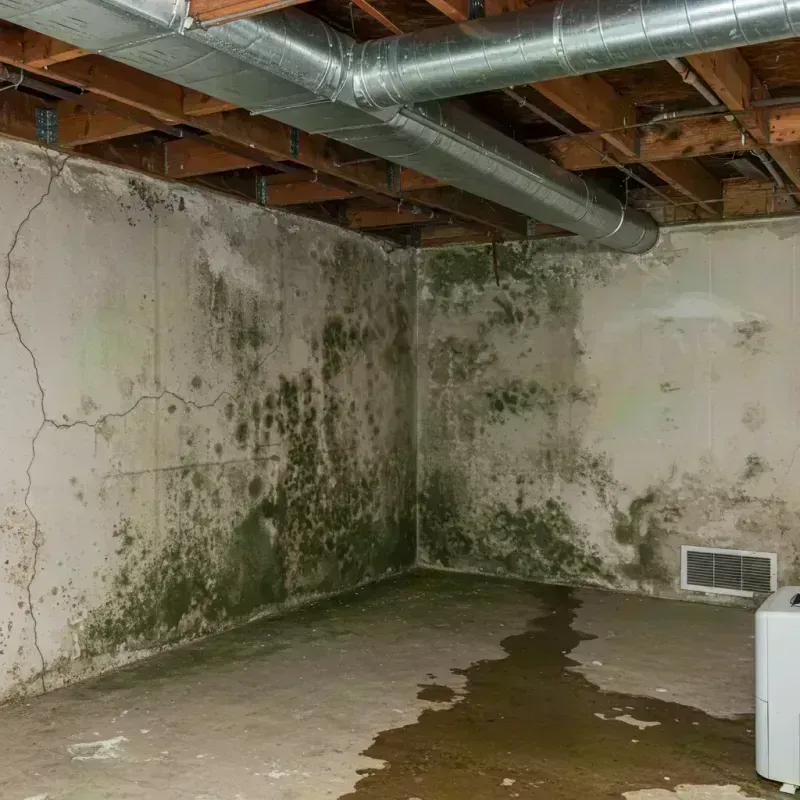 Professional Mold Removal in Pulaski County, KY